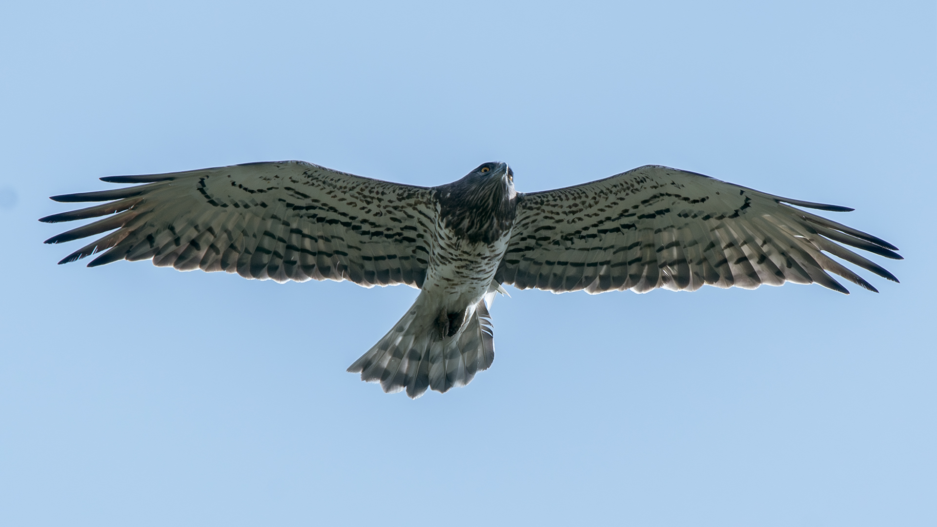 Short-toed Snake-Eagle